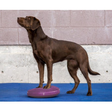 fitPAWS Balance Disc 36 cm