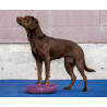 fitPAWS Balance Disc 36 cm