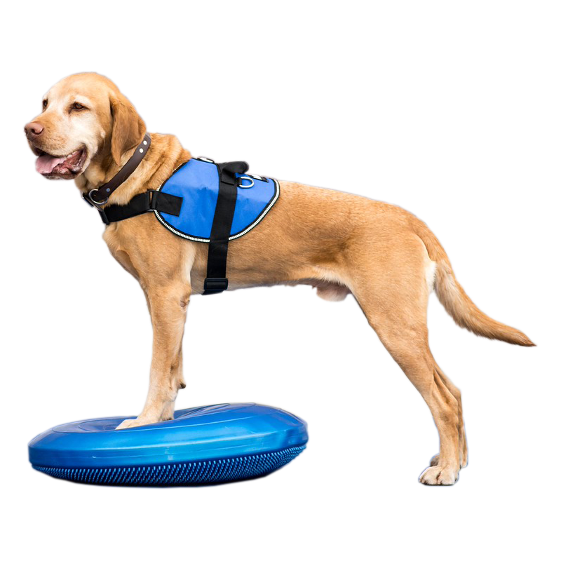 fitPAWS Balance Disc 56 cm