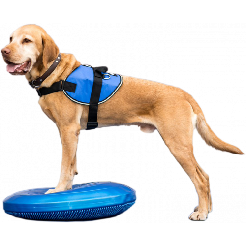 fitPAWS Balance Disc 56 cm